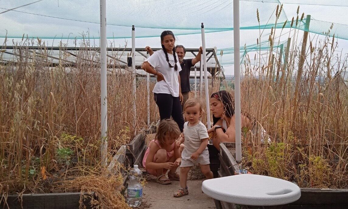Harvest time in the Crop Diversity Experiment at the Aprisco research station in Spain. Research and family come together in the busy experimental garden. (Image: Christian Schöb) 